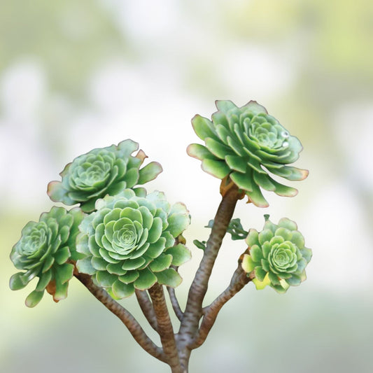 Aeonium Cutting Cluster Variety No Roots Succulent Plant Aeonium arboreum cv