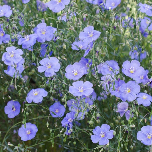 Blue Flax Seed Pack – 100+ Seeds for Garden, Wildflower, Native Plant, Linum lewisii with Striking Blue Flowers