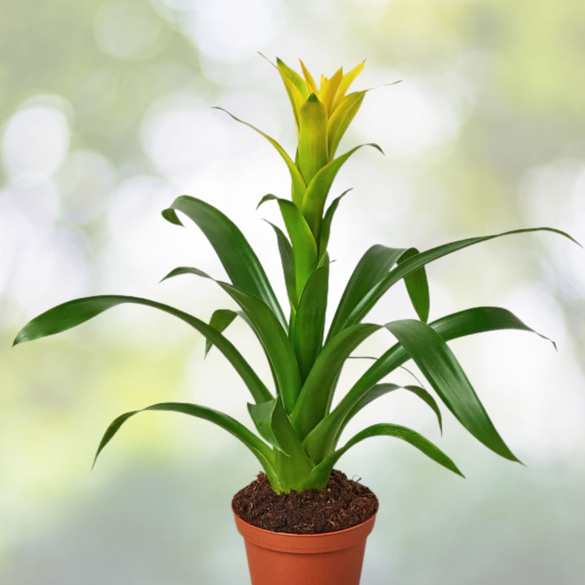 Bromeliad Plant 4" Pot Neoregelia 'Margaret' Tropical Indoor Houseplant - Vibrant Green Foliage - Ideal for Home Décor
