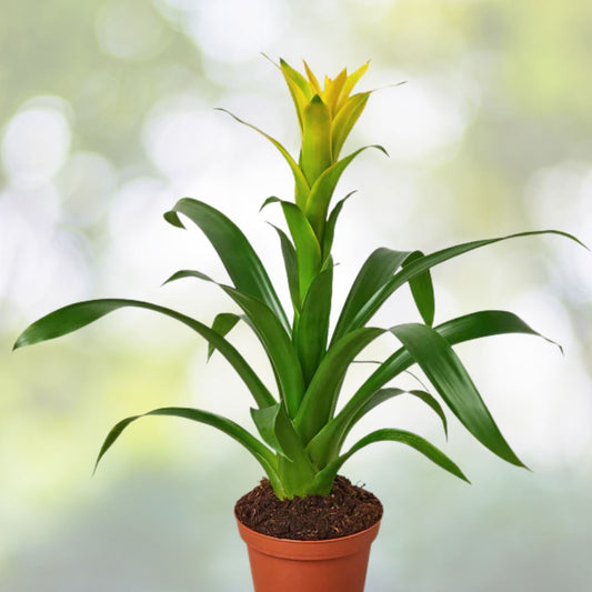 Bromeliad Plant 4" Pot Neoregelia 'Margaret' Tropical Indoor Houseplant - Vibrant Green Foliage - Ideal for Home Décor