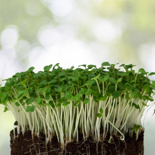 Arugula Microgreens Seeds 8 oz Non-GMO Sprouting Seeds for Home Gardening Eruca sativa