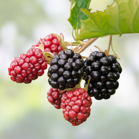 Thornless Blackberry Bush Rooted Cutting 4 Inches – Rubus fruticosus Hybrid, Fresh Healthy Plant for Home Garden