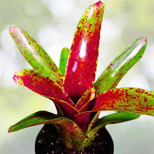 Neoregelia Bromeliad Plant - Rose Green Variety - Clustering Stoloniferous Foliage - Indoor/Outdoor Decor