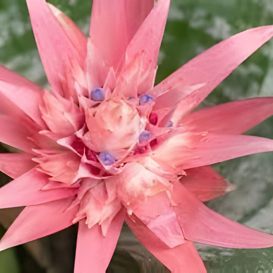 Bromeliad Plant 6 Inch Pot Silver Vase Aechmea Fasciata Tropical Indoor Houseplant Urn Plant