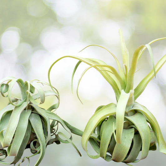 Tillandsia Streptophylla Air Plant – Unique Texture – Exotic Greenhouse Variety – Ideal for Home Decor