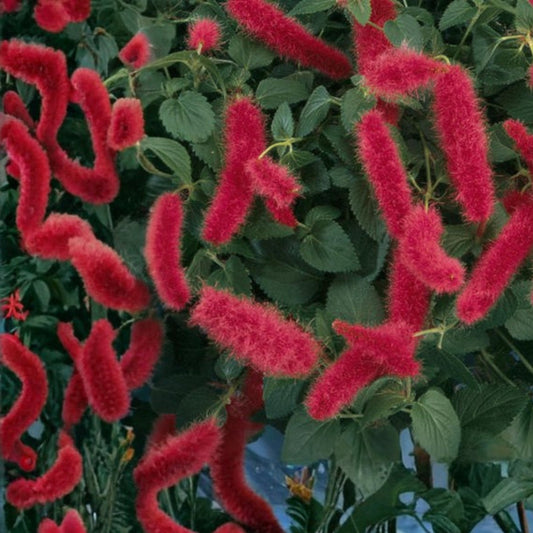 Dwarf Chenille Plant 4” Pot - Acalypha pendula 'Strawberry Firetails' - Easy Care Indoor Houseplant with Trailing Red Blooms