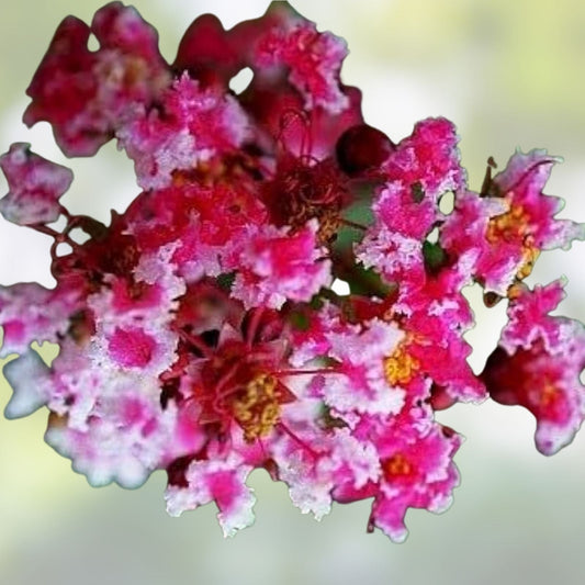 Fresh Cuttings Queens Lace Crepe Myrtle Variegated Dark Pink & White Lagerstroemia indica Plant Propagation