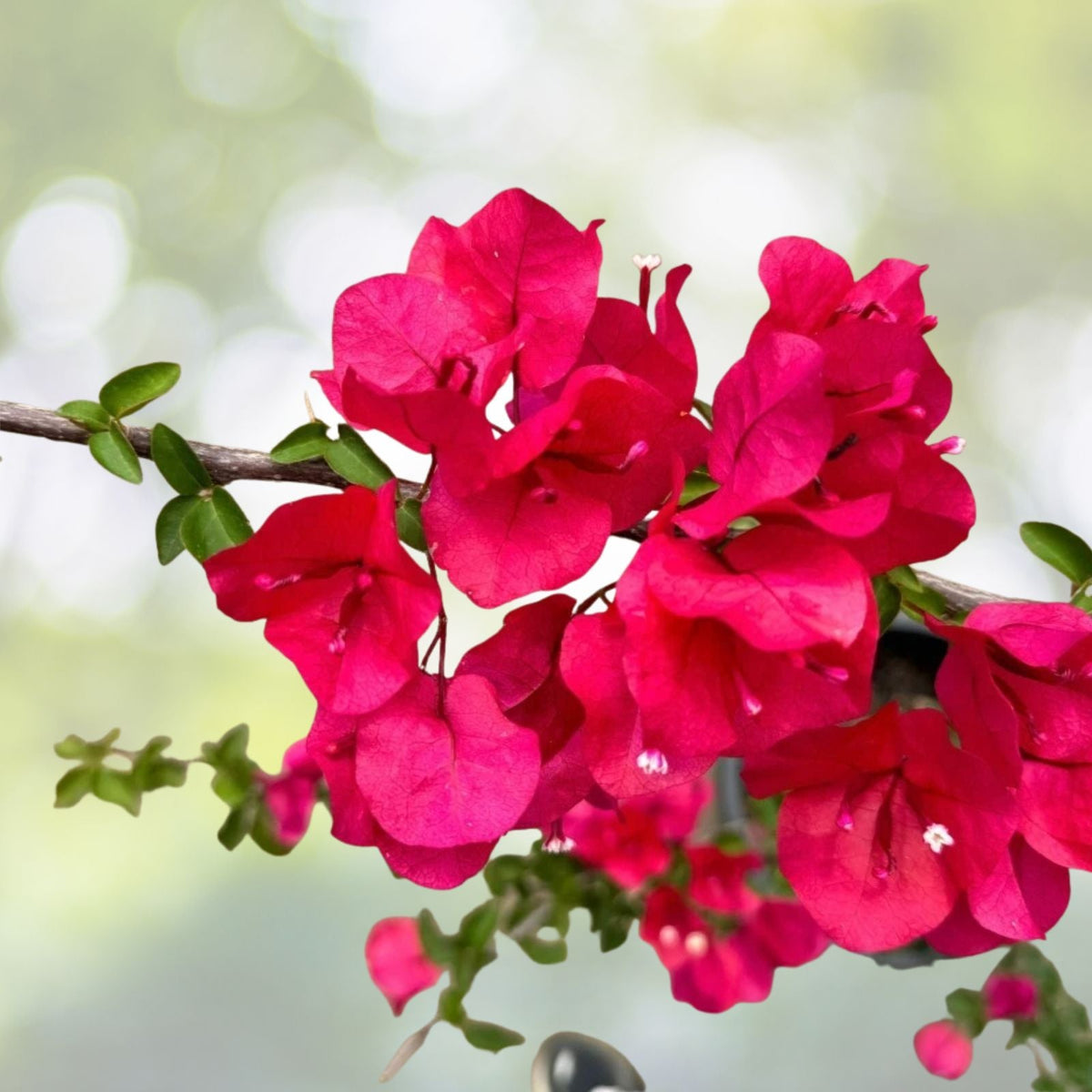 Bougainvillea Flowers Plant 5 to 10 Inch Pink or Purple 4 Inch Pot Bougainvillea spp.