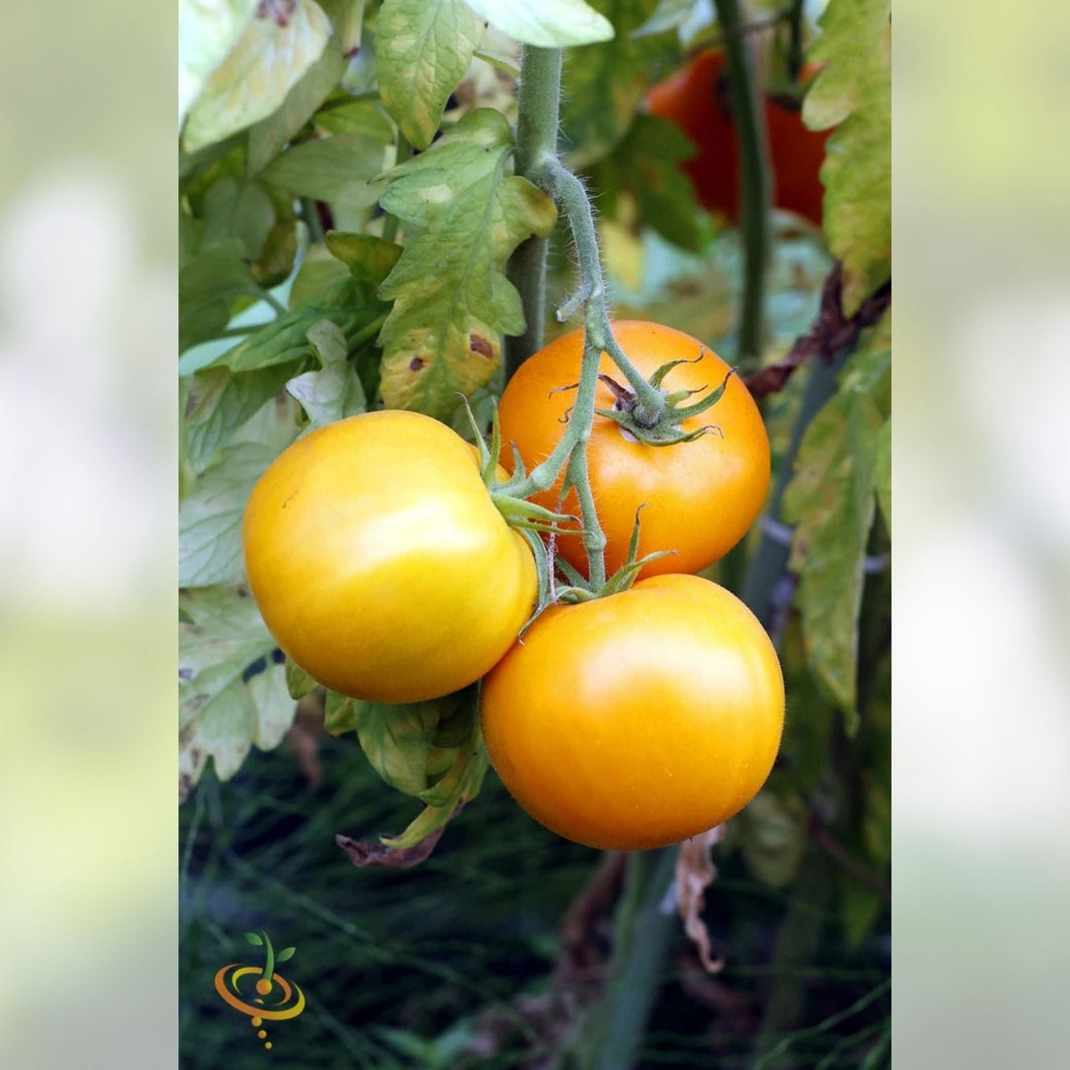 Heirloom Tomato Seeds - Jubilee Variety - 100 Non-GMO Seeds for Vegetable Gardens - Solanum lycopersicum