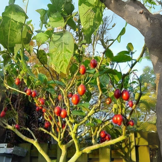 Tomato Tree Bonsai Seeds - 10 Rare Tamarillo Seeds - Cyphomandra b - Unique Gardening Kit for Planting