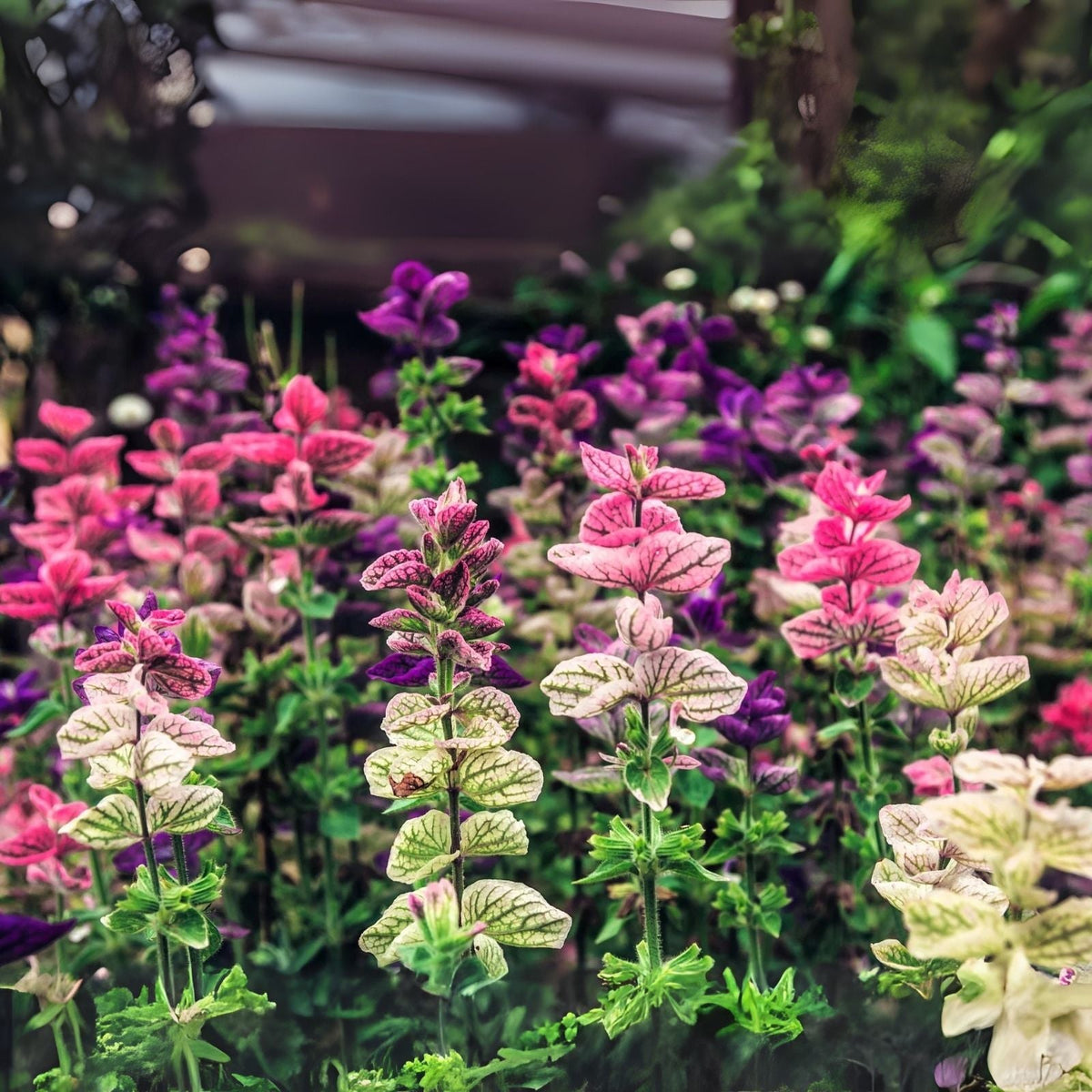 Clary Sage Flower Seeds - Tricolor Mix (100 Seeds) - Salvia sclarea - Perfect for Planting in Gardens and Landscapes