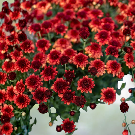 Chrysanthemum Seeds 200+ Strawberry Butter Mum Flower Seeds Garden Plants Chrysanthemum indicum