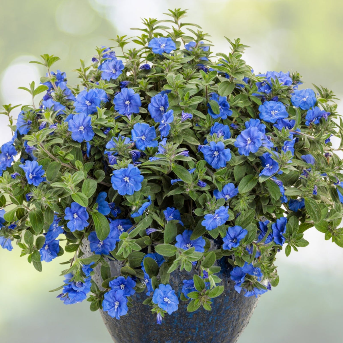 LARGE LIVE Blue My Mind Dwarf Morning Glory Plant, Vibrant Blue Flowers, Evolvulus hybrid, 6in Pot Size