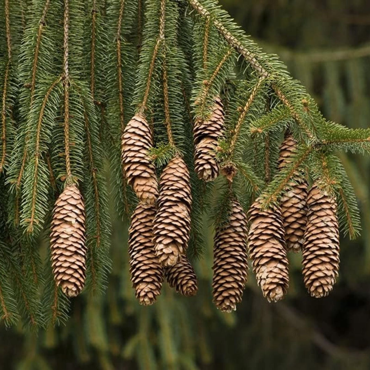 Norway Green Spruce Seeds - 50 Pack - Christmas Tree Seeds - Picea abies for Home Gardening and Landscaping