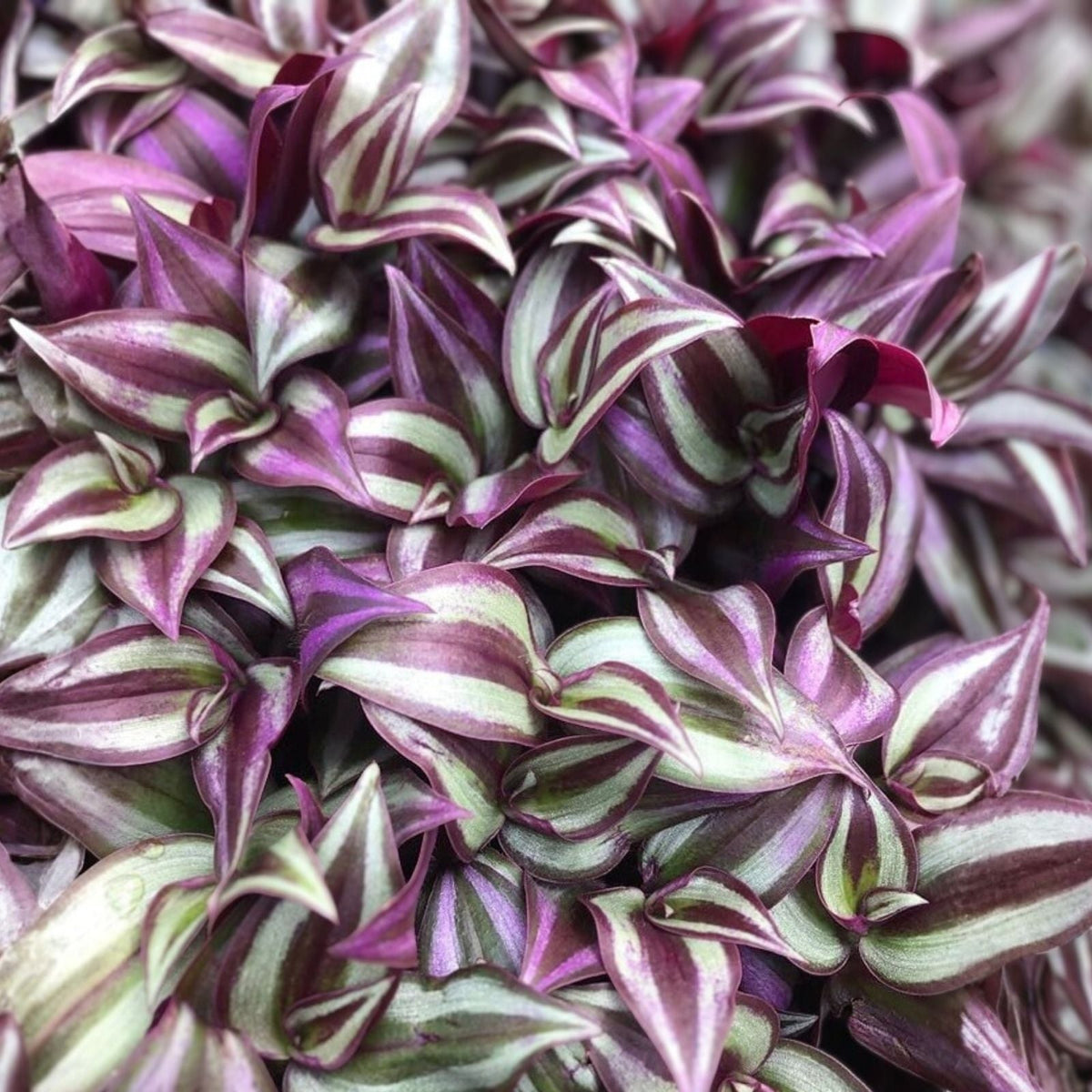 Rare Tradescantia Cuttings - 8 Pieces - Resilient Wandering Jew - Cold Hardy Evanesce Variety - Indoor Garden Plant
