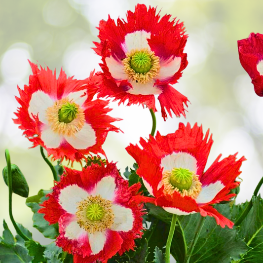 Landscaper's Pack Poppy Seeds - Danish Flag Variety, Non-GMO, 5000 Large Pods, Papaver spp., Red & White
