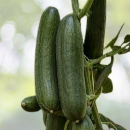 Wild Cucumber Seeds - Fruiting Vine - Cucumis dipsaceus - 10 Seeds - Garden Starter - Organic Gardening
