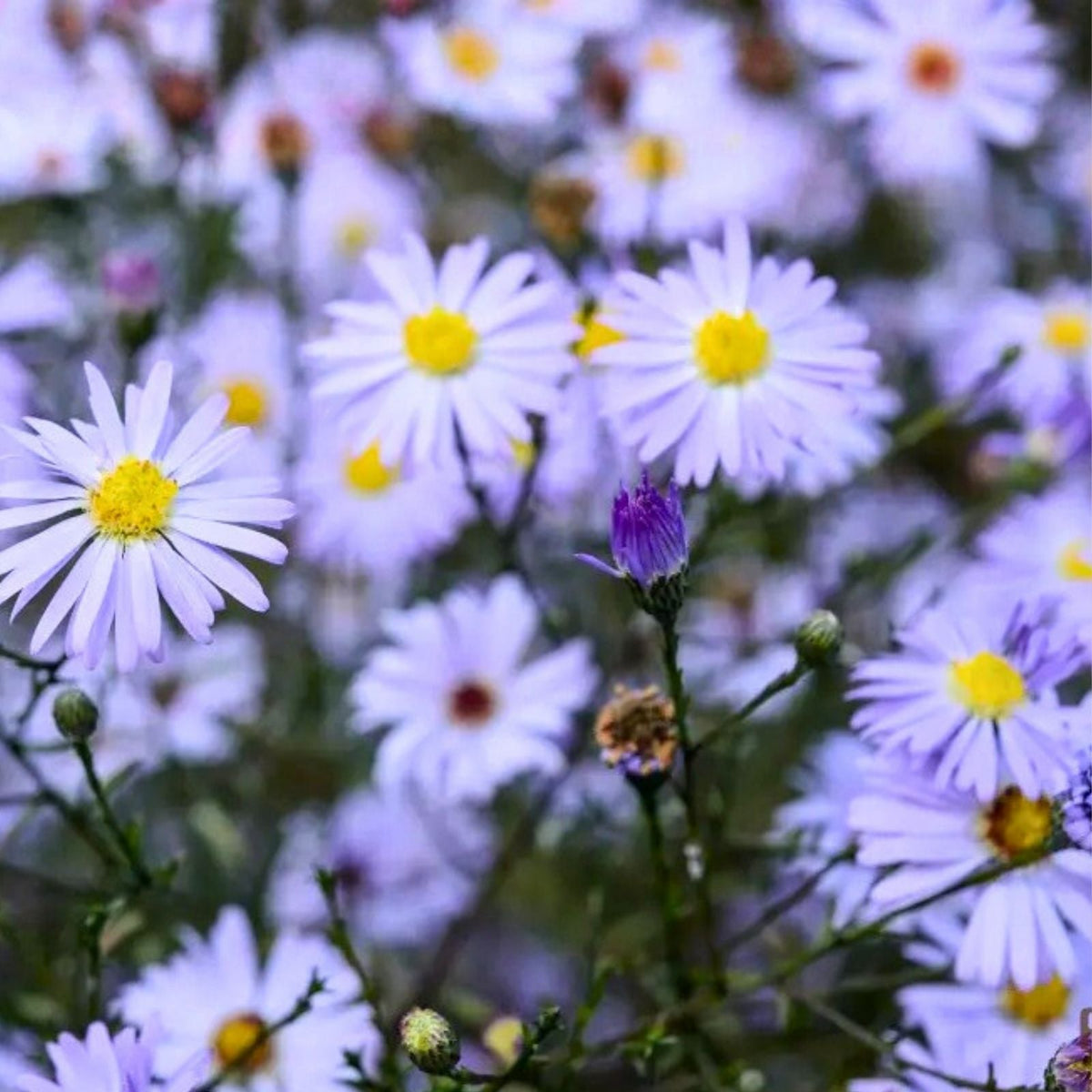Chrysanthemum Mum Seeds 200+ Easter Mix Annual Flower Variety Colorful Blooms for Garden Chrysanthemum spp.