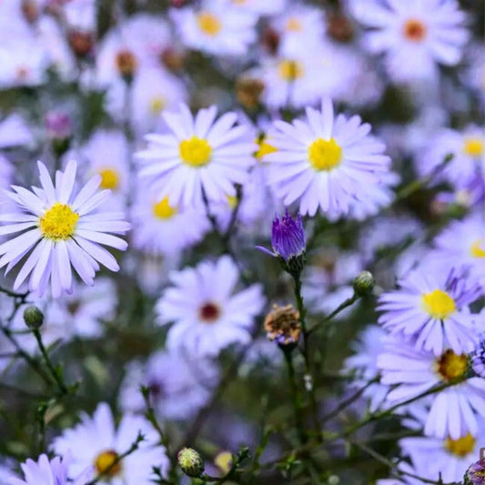 Chrysanthemum Mum Seeds 200+ Easter Mix Annual Flower Variety Colorful Blooms for Garden Chrysanthemum spp.