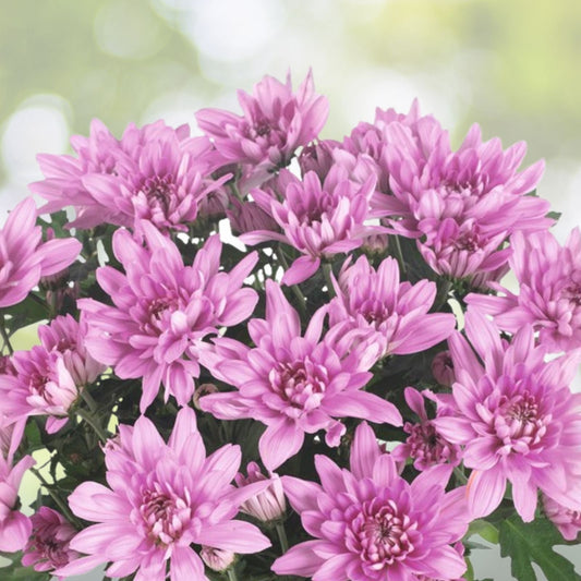 Blush Posy Mum Chrysanthemum Seeds 200+ Annual Flower Seeds Colorful Garden Chrysanthemum morifolium