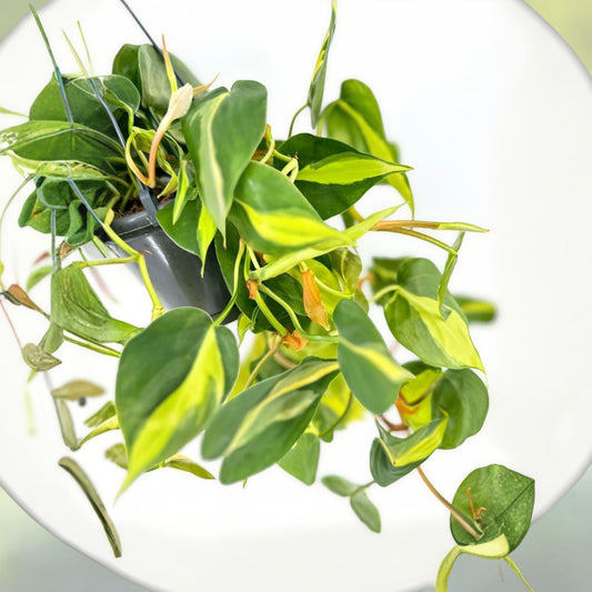Philodendron Brazil Live Plant - 3 Inch Pot - Well Established Roots - Philodendron hederaceum