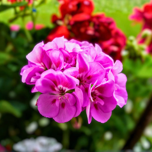Vibrant Pink Maroon Geranium Live Plant 8 Inch - Pelargonium spp. - Unique Flowering Houseplant for Garden and Home Decor