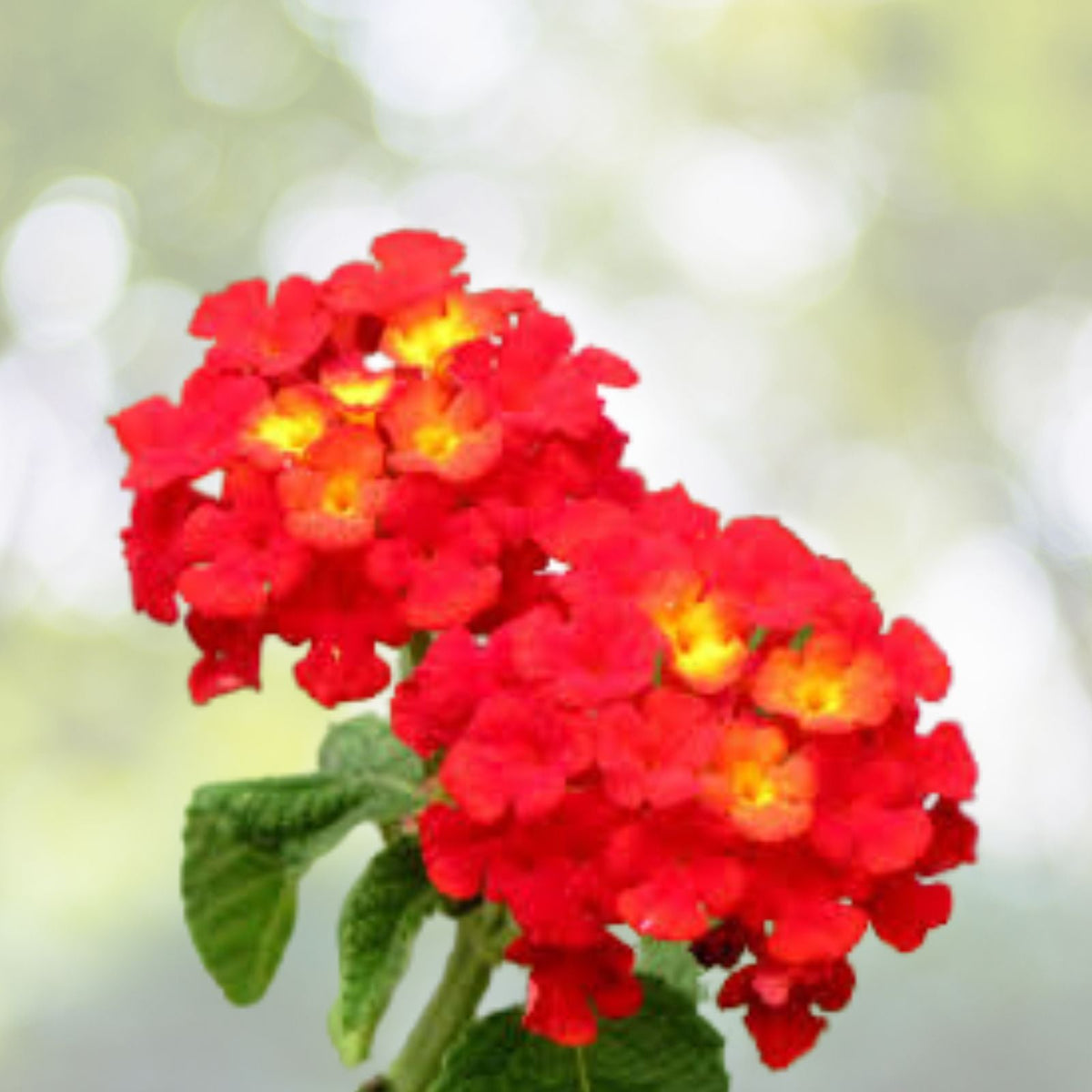 Lantana Red Plants Live 3 to 5 Inch No Pot Lantana camara