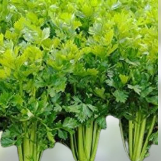 Tendercrisp Celery Seeds 25+ Heirloom Non-GMO Apium graveolens for Gardening and Cooking