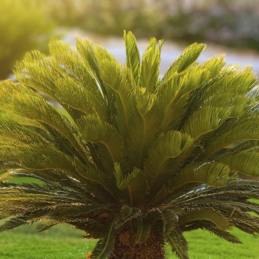 Sago Palm Tree 2 Gallon | Cycas revoluta | Tropical Indoor Outdoor Plant
