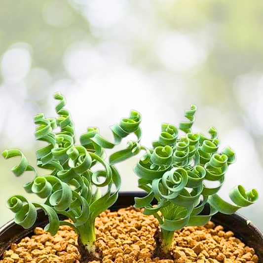 200PCS Spiral Grass Seeds - Green Succulents for DIY Bonsai & Potted Flowers - Ideal for Gardening and Landscaping