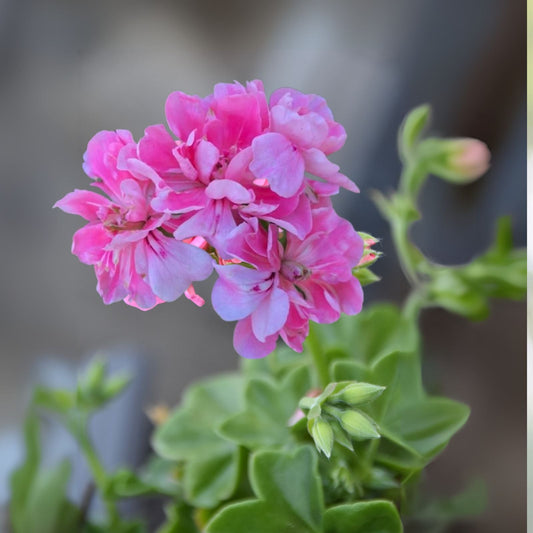 Rare Pink Rosette Clusters Pelargonium Ivy Geranium 6" Live Plant Cutting - Unique Houseplant Gardening Decor