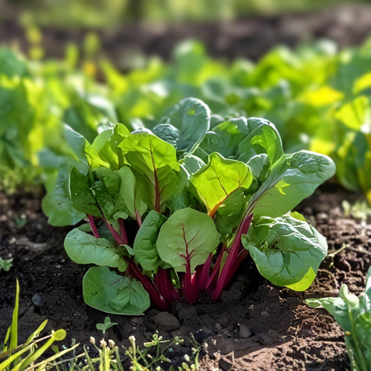 Okinawa Spinach Starter Plant 10 Count Gynura Crepioides Perennial Garden Vegetable Green Purple Foliage