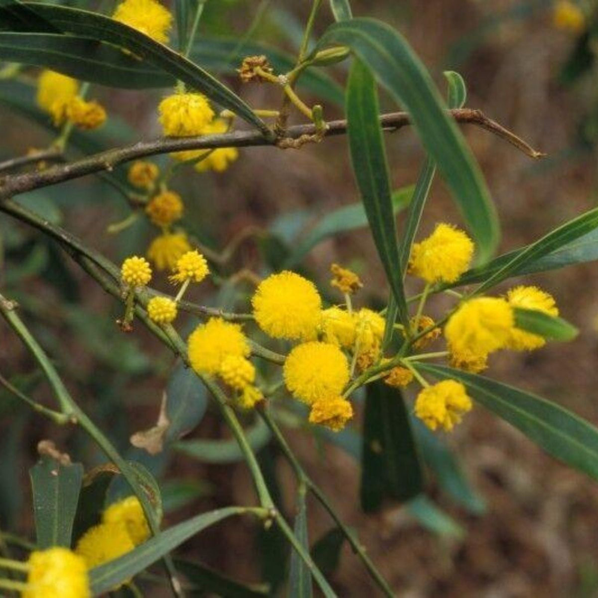 Shoestring Acacia Willow Tree Seeds – 30 Seeds – Drought Tolerant, Fast-Growing Acacia stenophylla Seeds for Landscaping