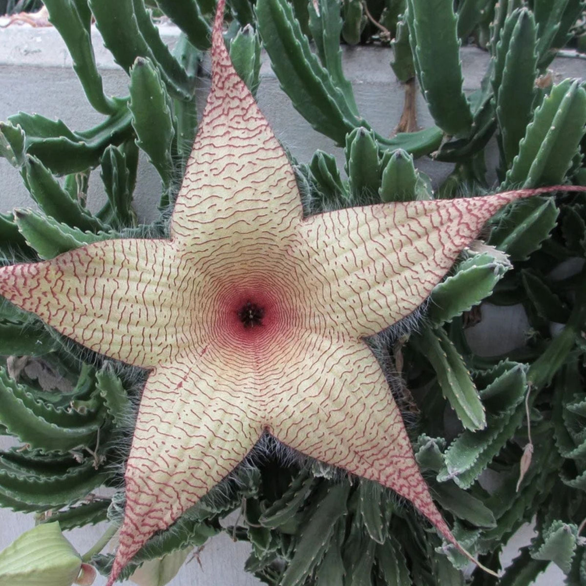 Stapelia Gigantea Cuttings | Starfish Carrion Plant Succulent | Unique Indoor Plant Decor | 12" Flowers