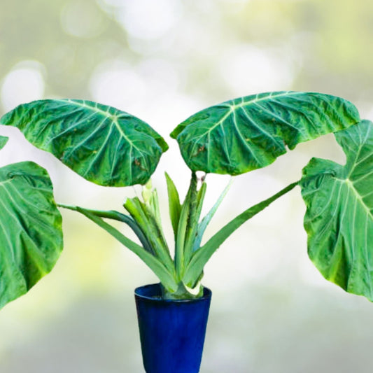 Colocasia 'Thai Giant' Elephant Ear Bare Root Plant - Tropical Foliage for Garden Decor, Colocasia esculenta