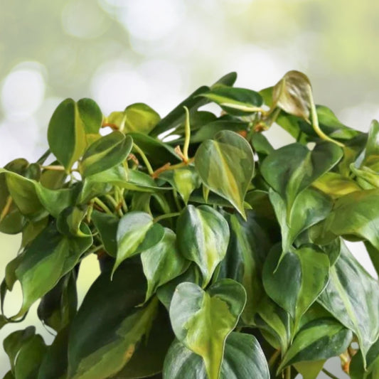 Vibrant Cordyline fruticosa Ti Plant - Colorful Foliage Tropical Houseplant for Easy Care Home Decor