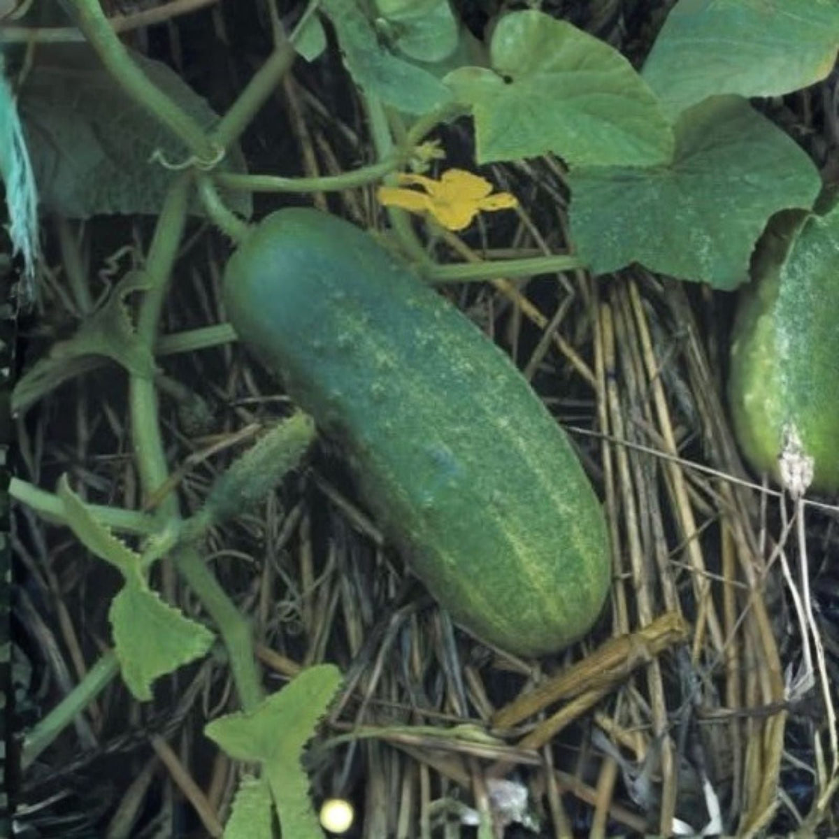 Heirloom Pickling Cucumber Seeds – 50+ Non-GMO, Perfect for Homemade Pickles, Cucumis sativus