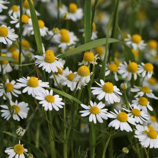German Chamomile Seeds – Heirloom NON-GMO 500 Seeds, Matricaria chamomilla, Herbal Tea Plant, Aromatic Flower, Organic Gardening