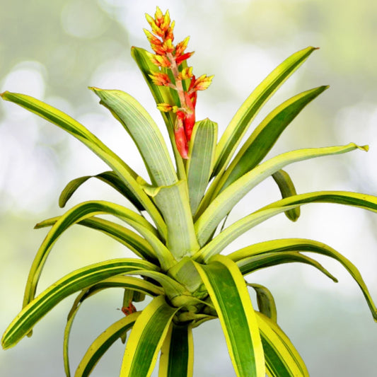 Aechmea Harvey's Pride Plant 9" Pot | Variegated Foliage & Salmon Bloom | Aechmea Little Harv Cultivar