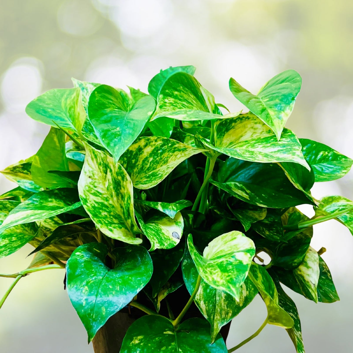 Golden Pothos Plant in 8" Hanging Basket - Epipremnum aureum - Vibrant Green Indoor Houseplant for Easy Care