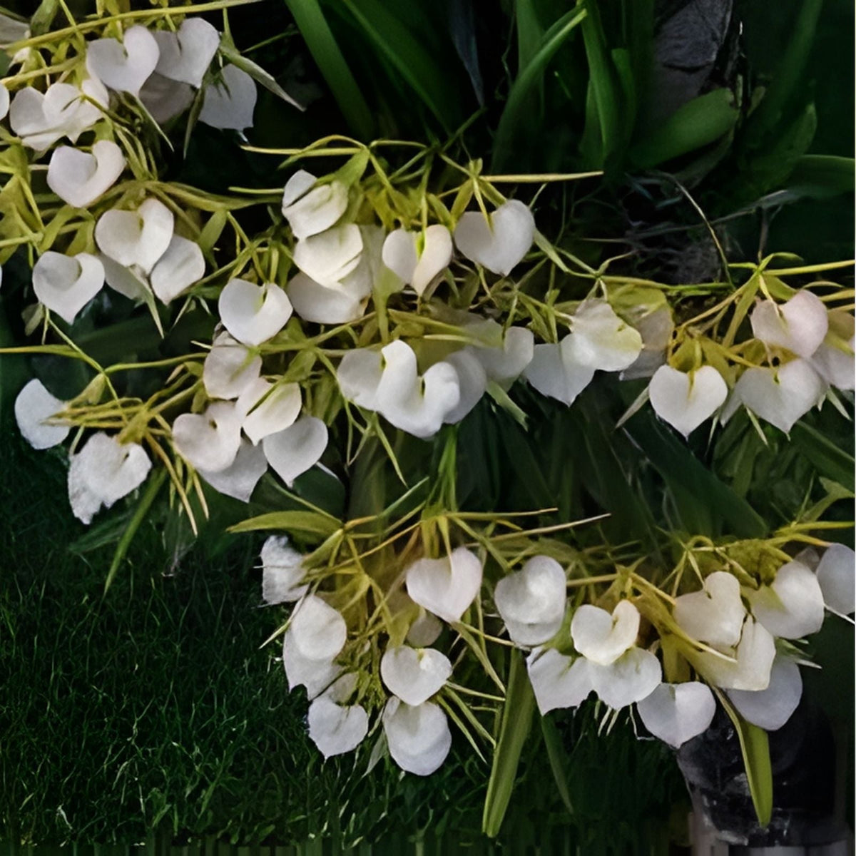 Brassavola Nodosa Orchid Plant in 8" Clay Pot - Exotic Fragrant Orchid for Home Decor - Brassavola Nodosa