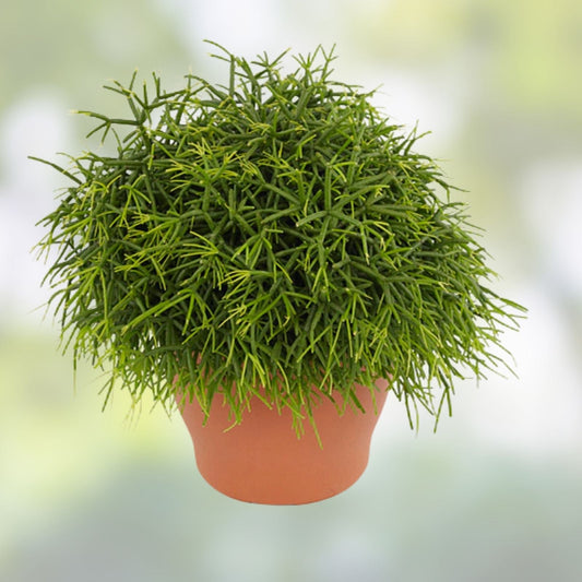 Rhipsalis Pittieri Cuttings 6" Floccosa Variety Tropical Cactus Succulent Plant