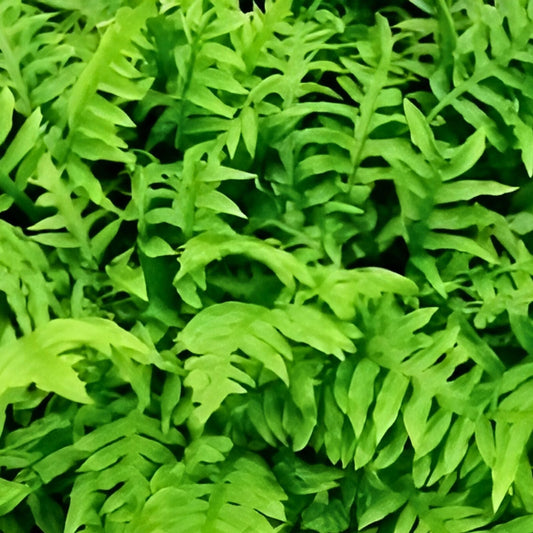 Netted Chain Fern Live Bundle 10-Pack – Rare Shade Plant, Woodwardia areolata, Indoor and Garden Ferns