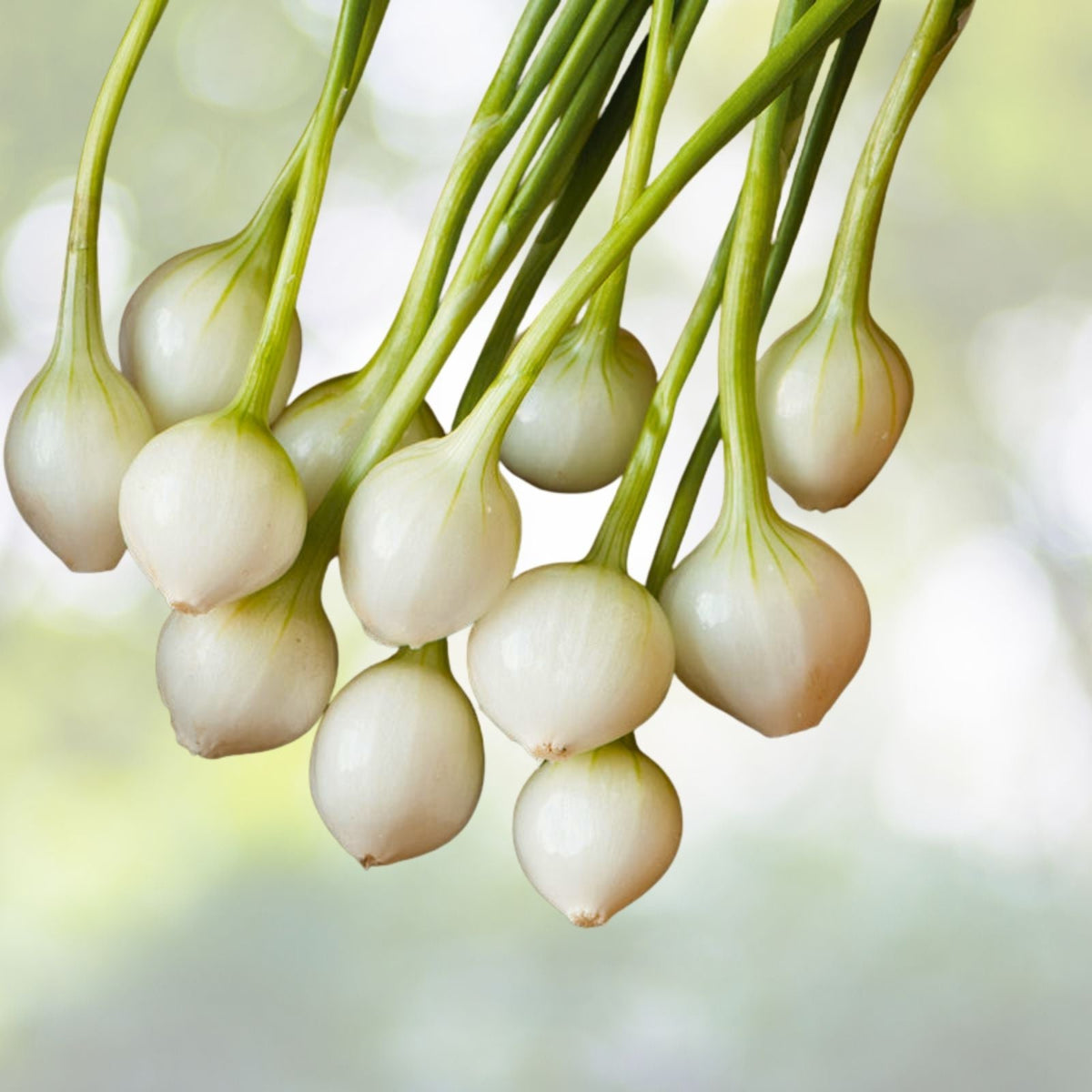 Eclipse L303 Onion Seeds | Non-GMO Heirloom | Fresh Garden Seeds | Allium cepa