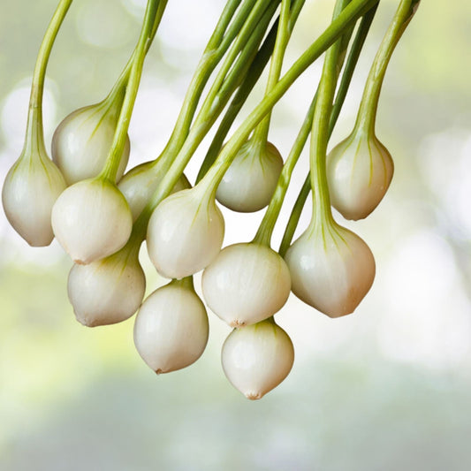Eclipse L303 Onion Seeds | Non-GMO Heirloom | Fresh Garden Seeds | Allium cepa