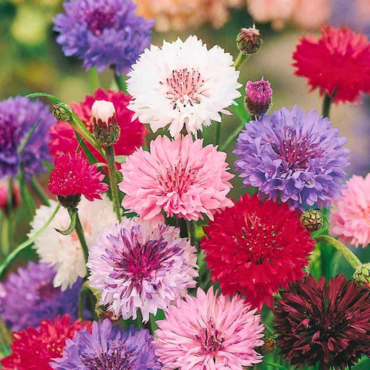 Dwarf Bachelor Button Seeds - Polka Dot Mix, 50 Seeds, Colorful Flowers, Centaurea cyanus