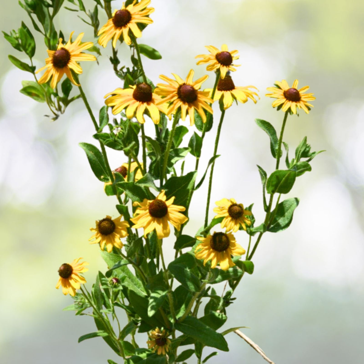 Black Eyed Susan Plants 5 Pack Perennial Golden Yellow Daisy Rudbeckia hirta Full Sun Blooms July Oct