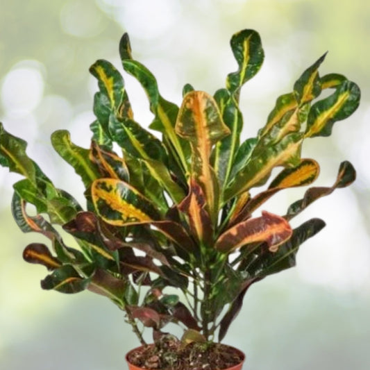 Colorful Croton Mammy Plant 6" Pot - Codiaeum Variegatum 'Mammy' - Vibrant Indoor Tropical Foliage for Home Decor