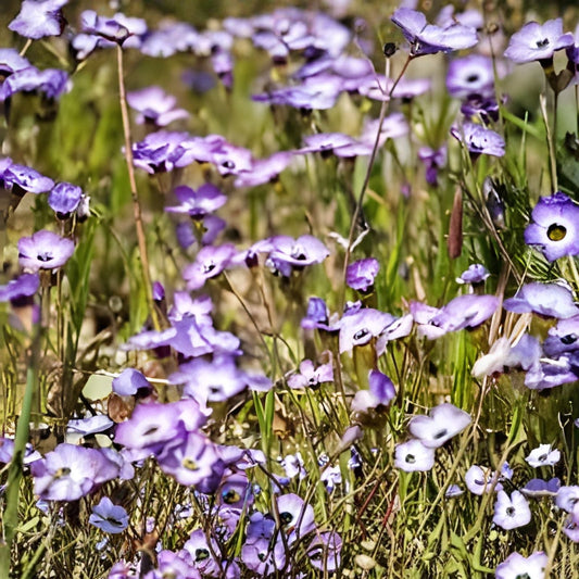 Bird's Eye Gilia Seeds 1000 Count - Delicate Lavender Blooms - Gilia tricolor Wildflower Seeds for Garden, Pollinator Attractant