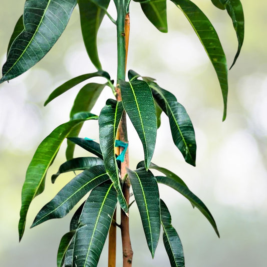 Kent Mango Seeds 10 Pack - Fresh USA Mangifera indica for Planting and Gardening